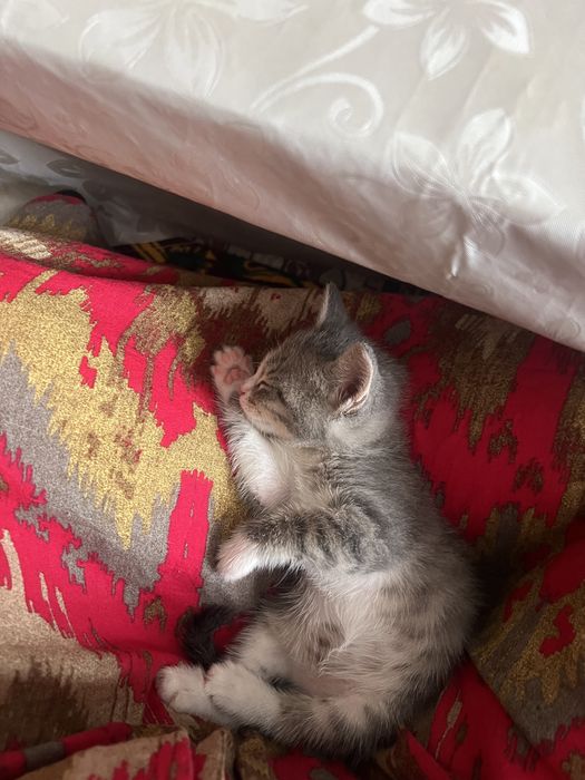 котенок из 1-1.5 месяц девочка