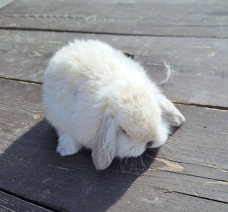 Mini lop ( berbec pitic)