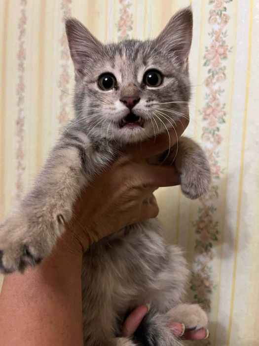 Котенок ищет дом.