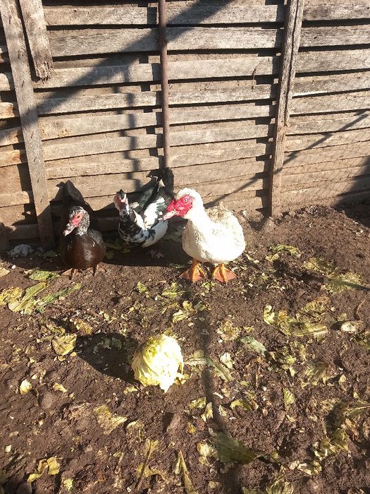 Vând sau schimb rațe lesești cu prepelițe