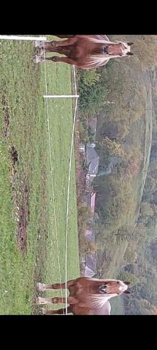 Vând mânz semigreu