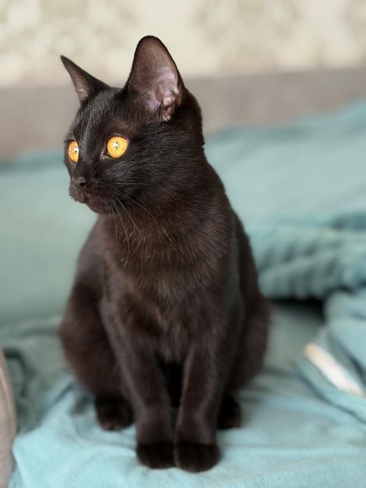 Отдам кошку в добрые руки