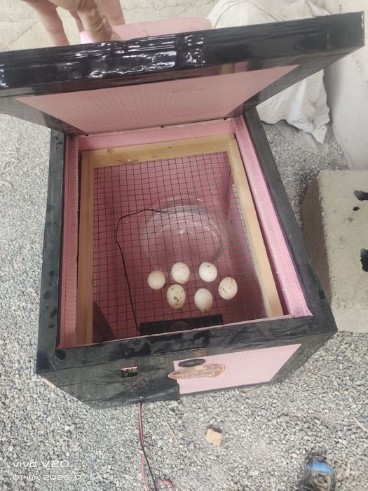 Inkubator 90 talik. Pol avtomat