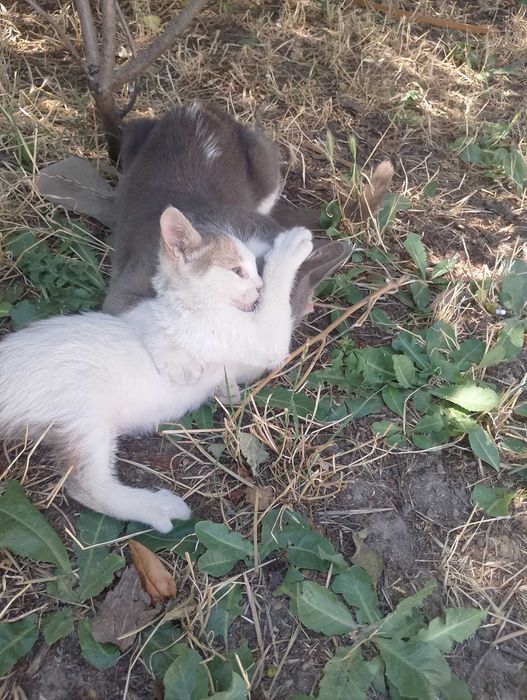 Подарявам малки котета на два месеца