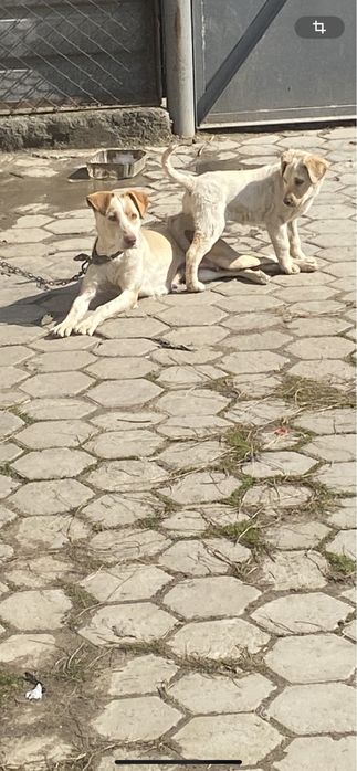 Пропала собака