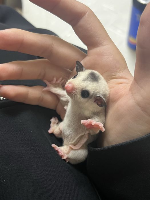 Sugar glider/ veveverita zburatoare puiuti
