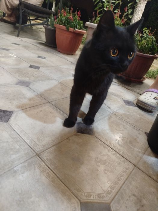 Котик ищет дом!!