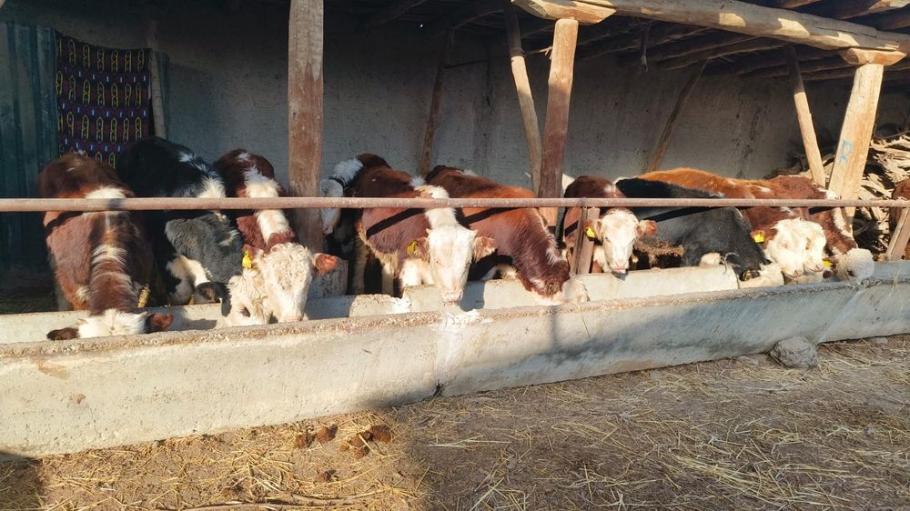 Букалар сотилади парода (сментал, гренфорд, микимаус, шарален, Ангус]