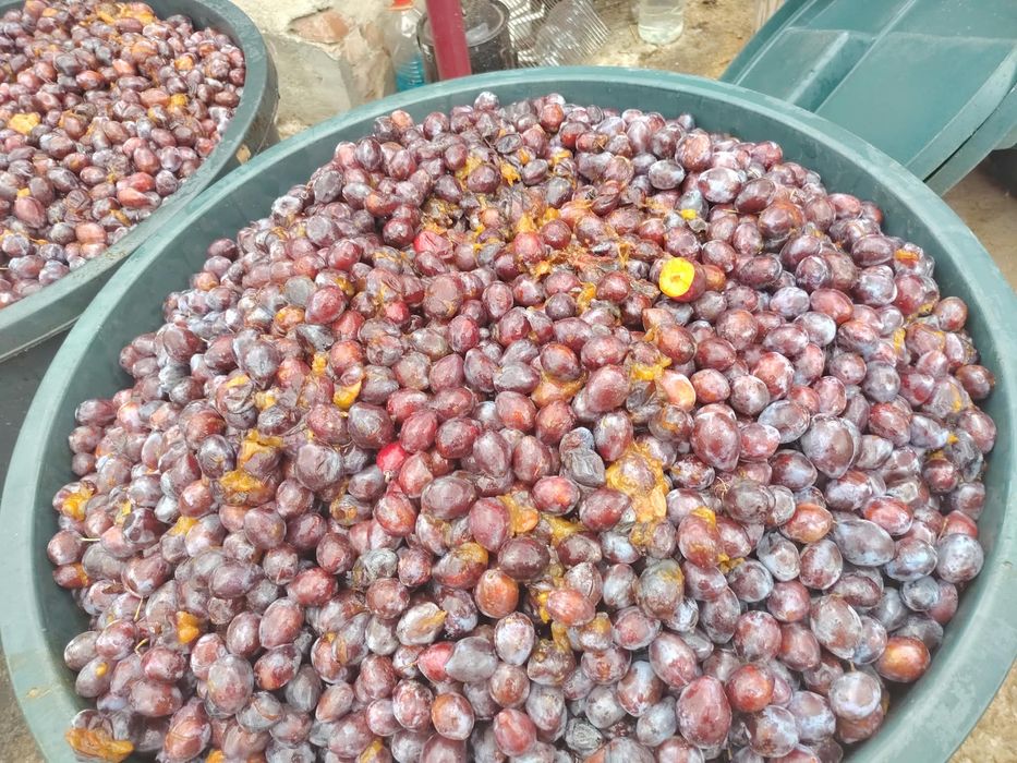 Prune darjan agen arjan pentru tuica