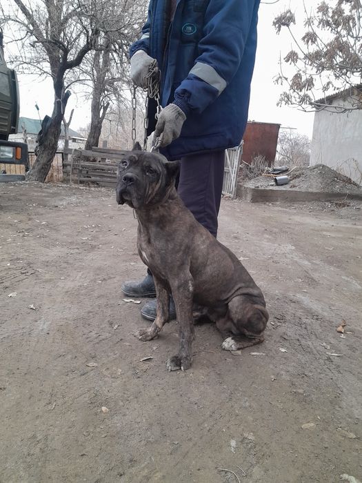 Собака кане корсо