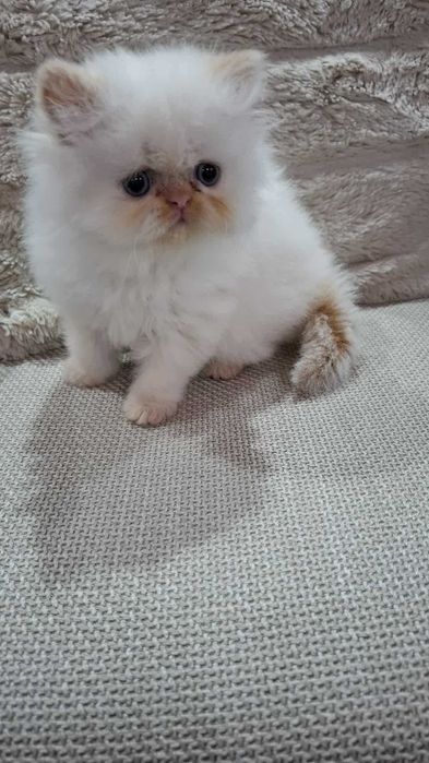 Персийско котенце