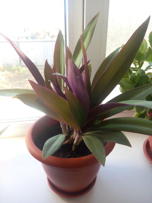 Продам комнатный цветы