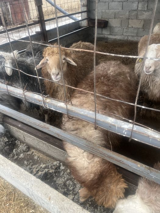 Байланган семиз саулык койлар сатам