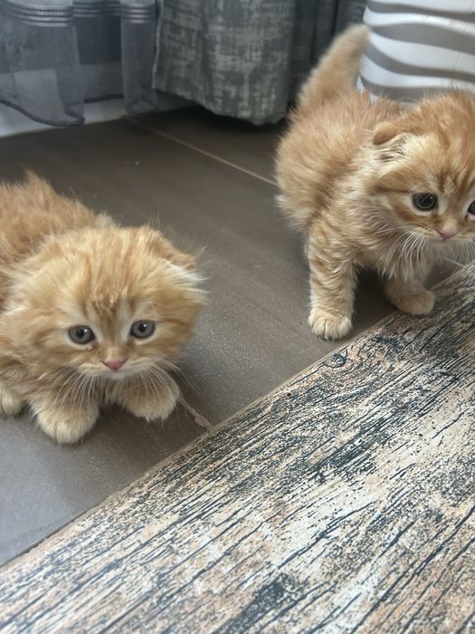 Котята вислоухие