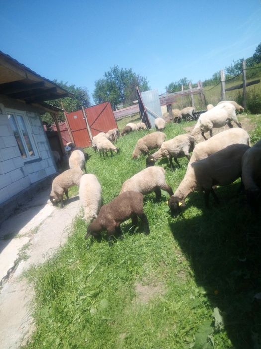 Oi din rasa sufolk
