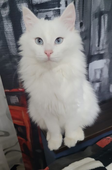 Вязка кот турецкого ангора