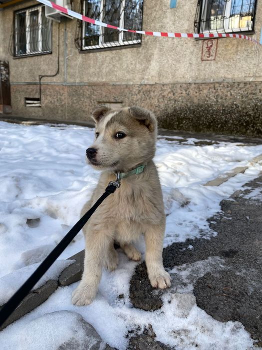 Отдаём щенка Лайка