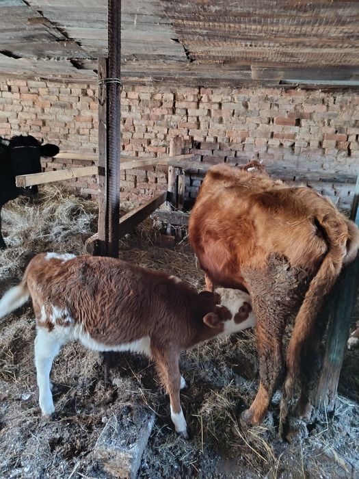 Продам перво тёлок с телятами