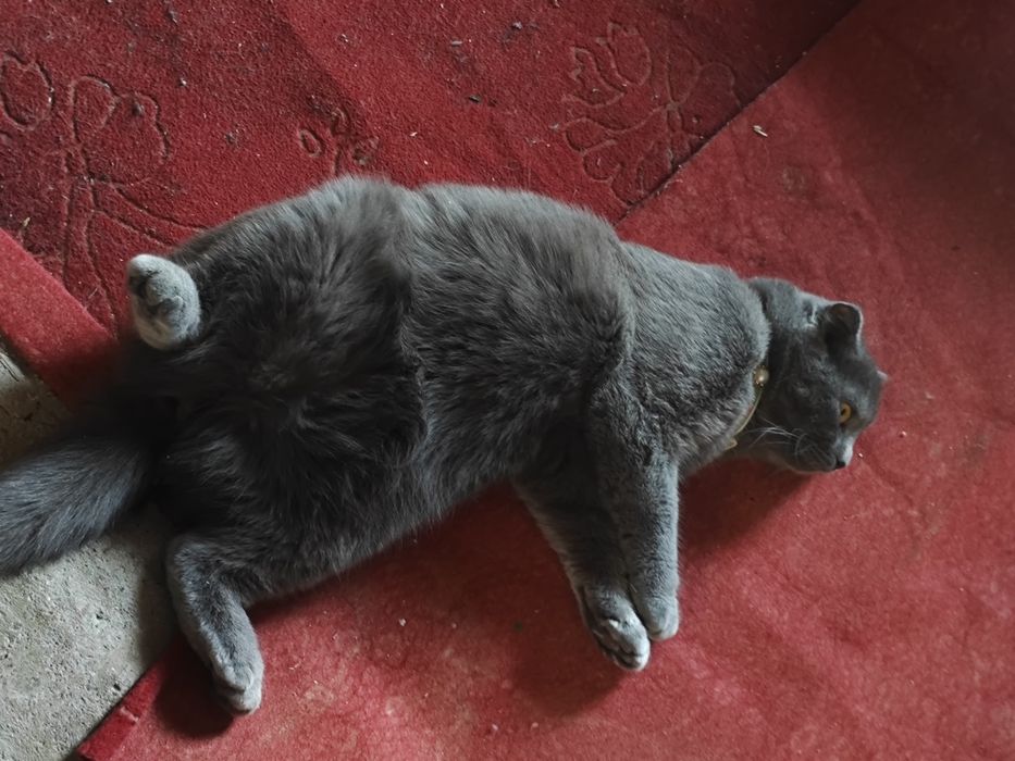 mushuk sotladi qizcha mushuk