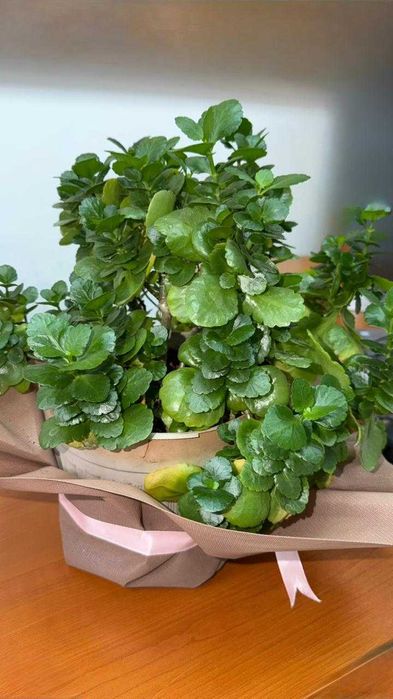 Kalanchoe blossfeldiana — каланхоэ Блоссфельда.