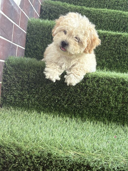 Maltipoo mini toy