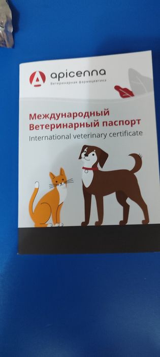Продам щенка чихуахуа