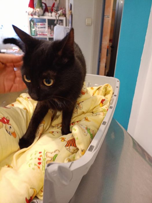 Младо, кастрирано женско коте търси дом