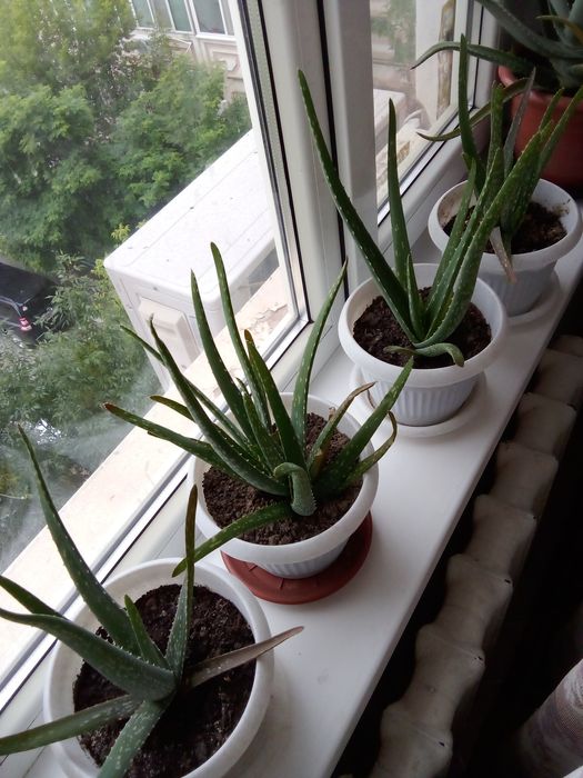 Комнатные растения Алоэ