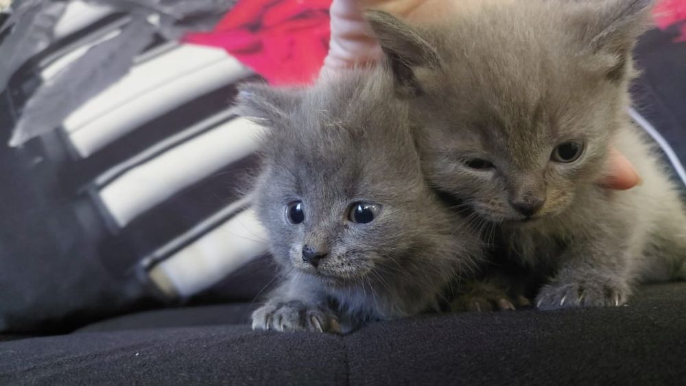 Продам котят британцы