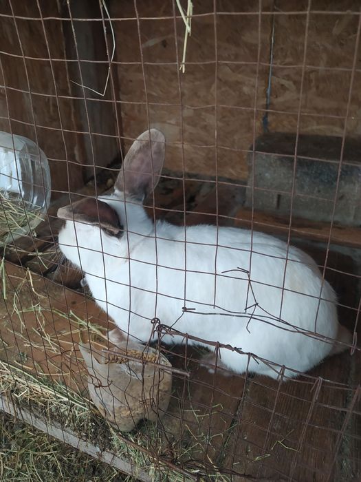 Продам Кроликов.