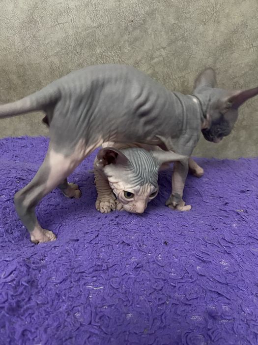 Очаровательные малыши сфинкса