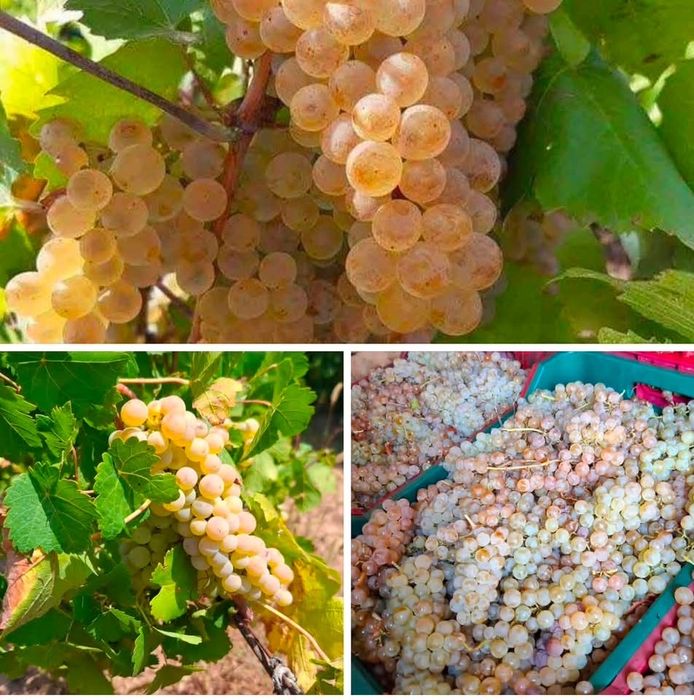 Struguri de vin-Producator 0731207845