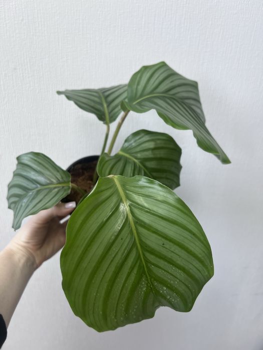 Калатея разные сорты