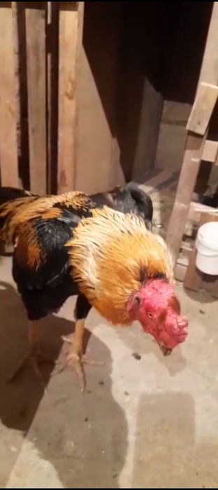 Ассалаумағалейкум 6.700кг түләк сатылады