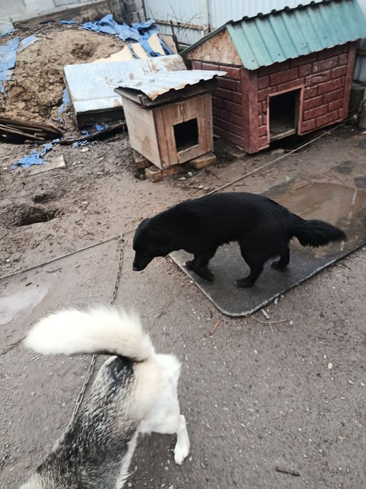 Отдадим щенят (девочки)