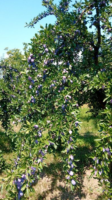 Prune pentru consum