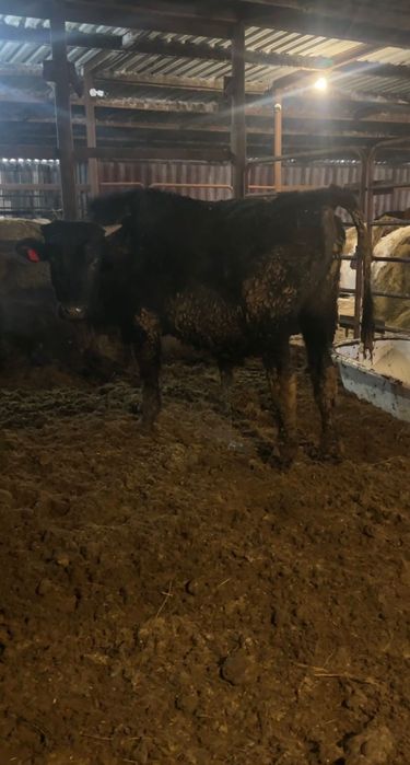 Жирные бычки на откорме