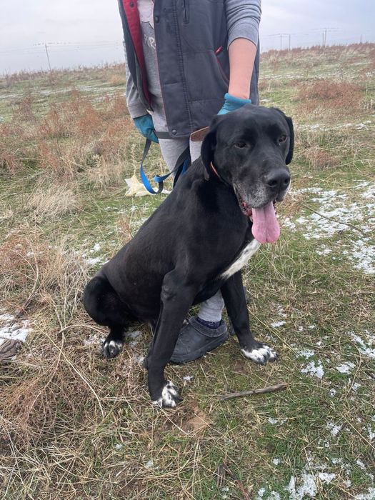 Не покупай! Возьми с приюта!