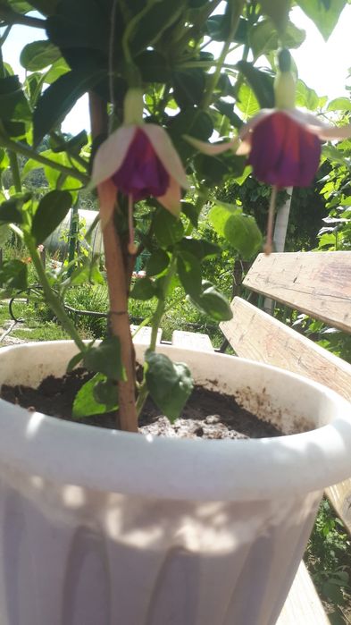 Продажа фуксии Tabu.