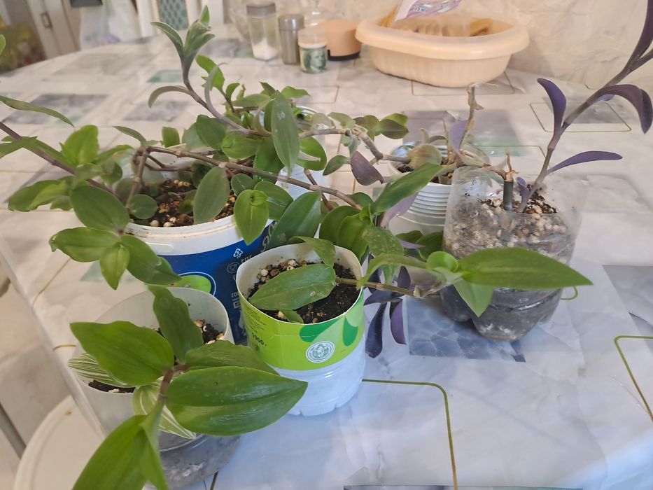 Продам комнатные цветы