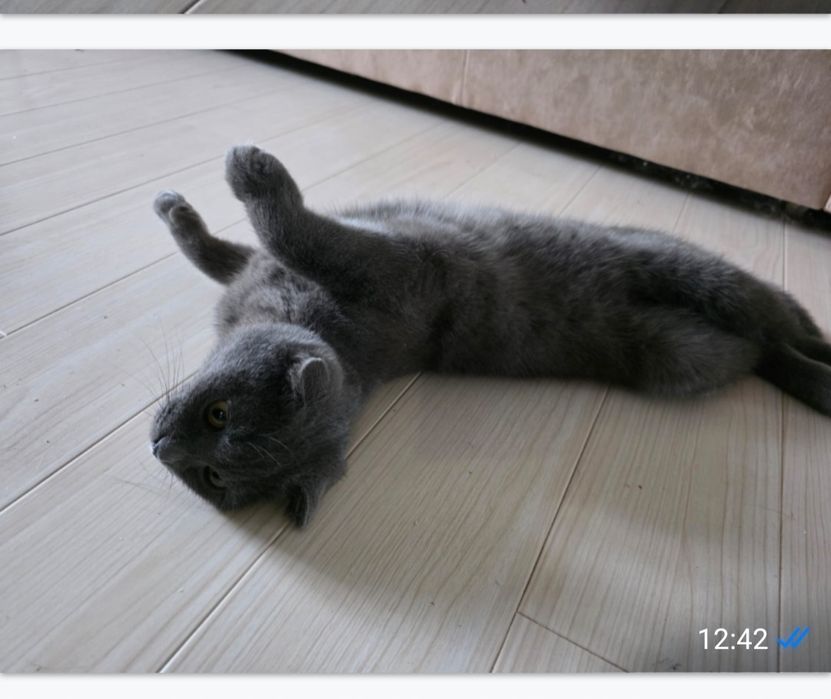 Кошечка ищет дом