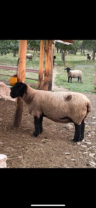 Miei și oi Suffolk in Arges de Vânzare