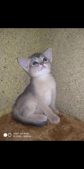 Продаётся котёнок