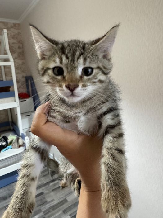 Котенок, девочка, 3 месяца