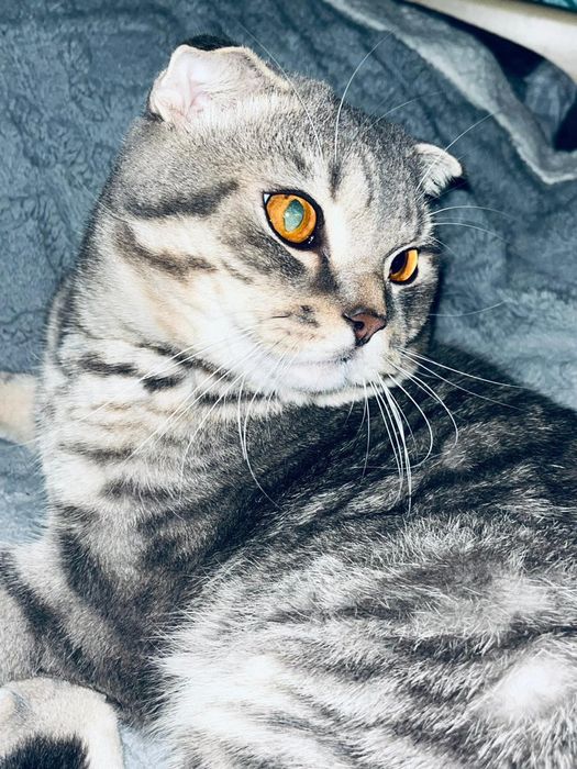 Отдам котика в добрые руки