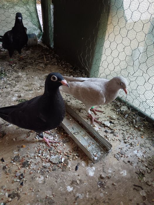 Porumbei de vânzare