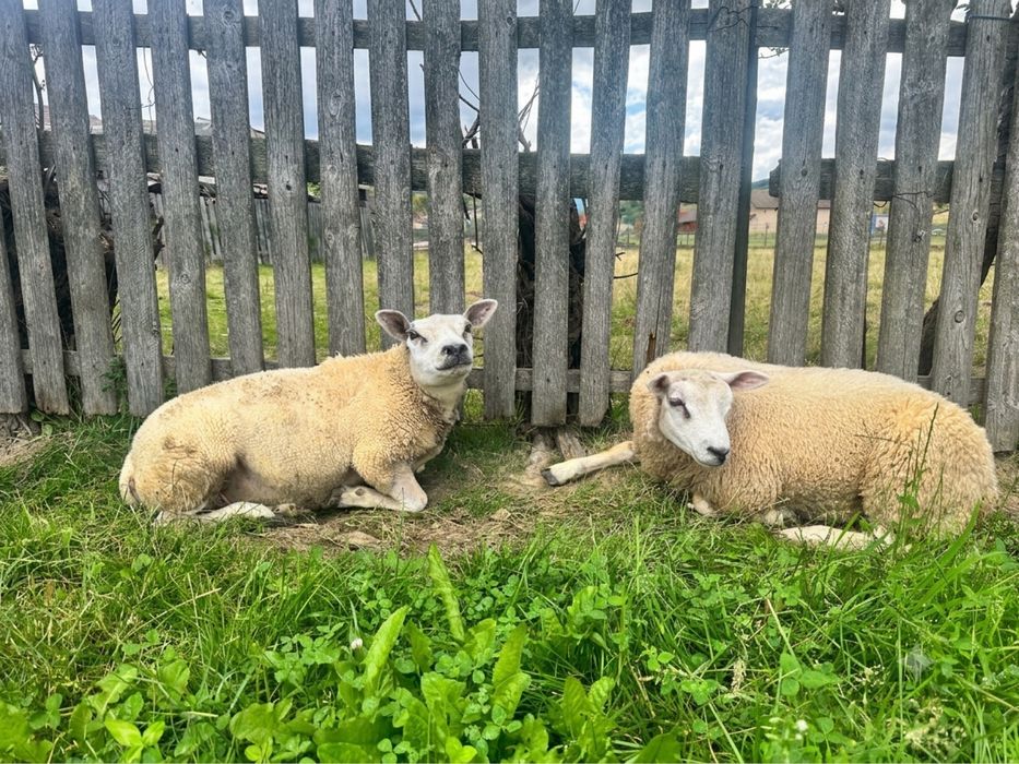 Ovine Rasa TEXEL de Vânzare: Oi, Berbeci și Tineret