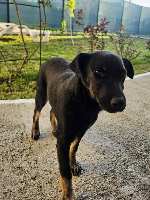 Donez un cățeluș băiat de 6 luni negru talie mare.