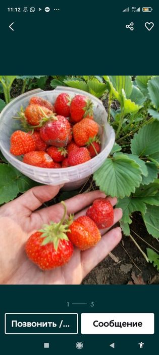 Клубника рассада