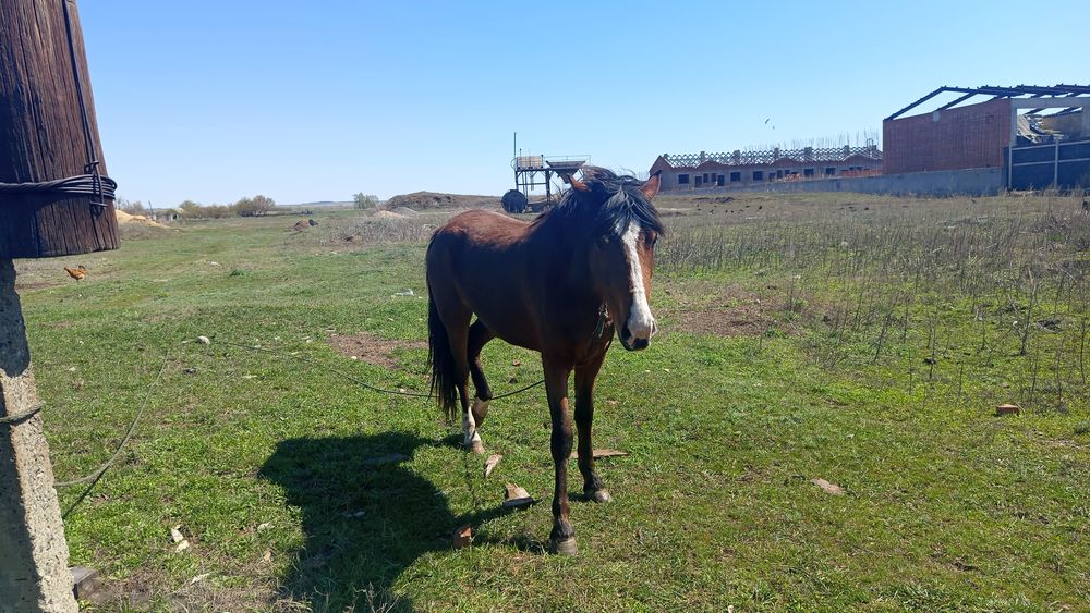 Продали кобылку 3 летка